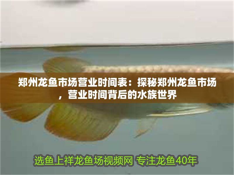 鄭州龍魚市場營業(yè)時間表：探秘鄭州龍魚市場，營業(yè)時間背后的水族世界