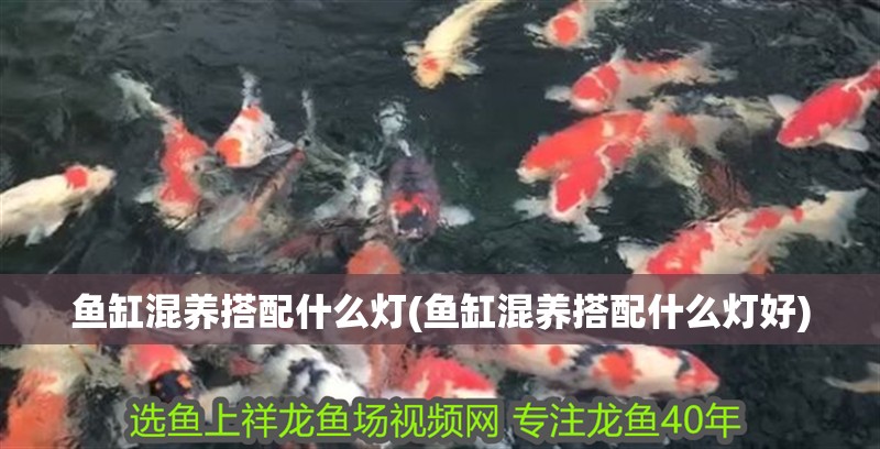 魚缸混養搭配什么燈(魚缸混養搭配什么燈好)