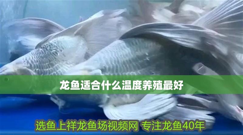 龍魚適合什么溫度養(yǎng)殖最好