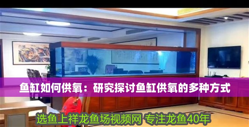龍魚干蝦有營養嗎 魚缸如何供氧:研究探討魚缸供氧的多種方式 魚缸百科 魚缸如何供氧:研究探討魚缸供氧的多種方式 魚缸如何供氧:研究探討魚缸供氧的多種方式 魚缸百科