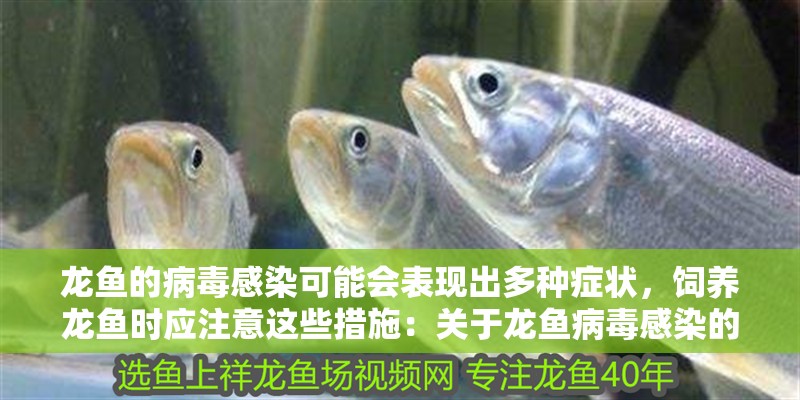 龍魚的病毒感染可能會表現出多種癥狀，飼養龍魚時應注意這些措施：關于龍魚病毒感染的一些詳細信息