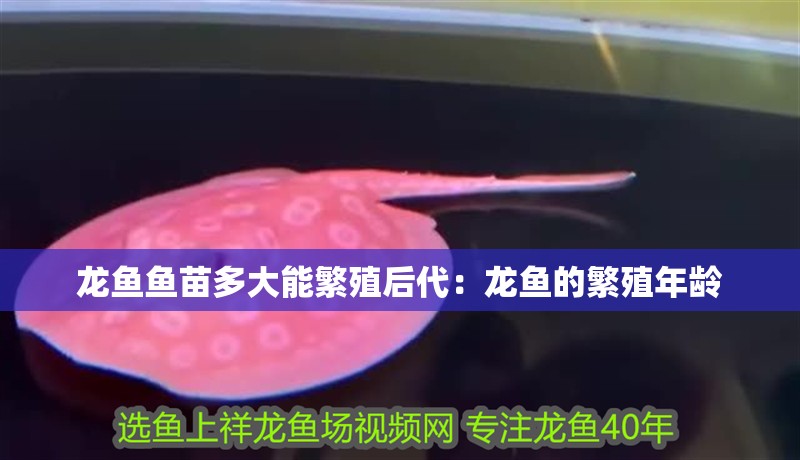 龍魚魚苗多大能繁殖后代：龍魚的繁殖年齡