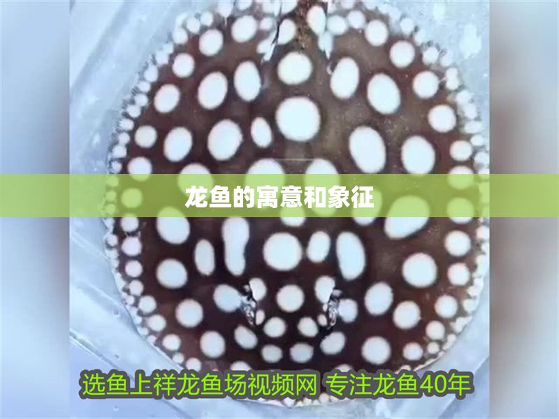龍魚的寓意和象征 龍魚的寓意和象征 龍魚百科 第2張