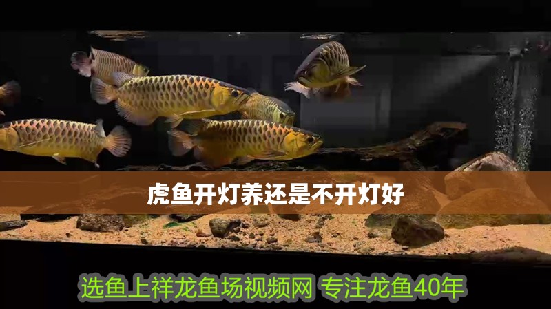 虎魚開燈養還是不開燈好