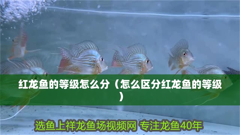 紅龍魚的等級怎么分（怎么區分紅龍魚的等級）