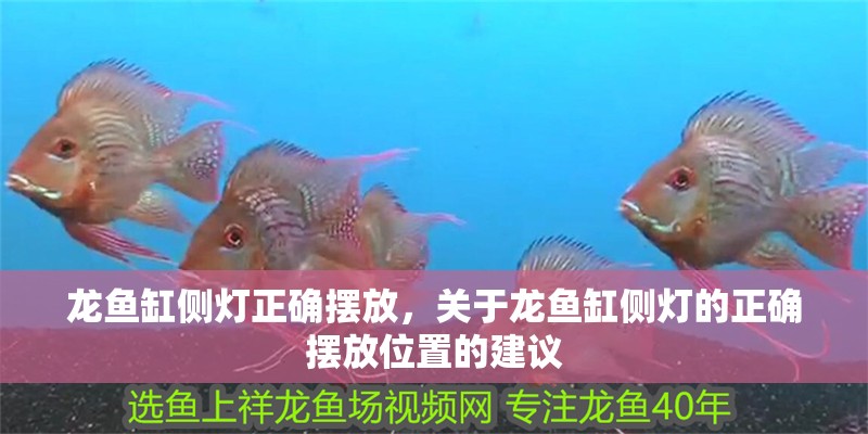 龍魚缸側燈正確擺放，關于龍魚缸側燈的正確擺放位置的建議 龍魚缸側燈正確擺放，關于龍魚缸側燈的正確擺放位置的建議 魚缸百科