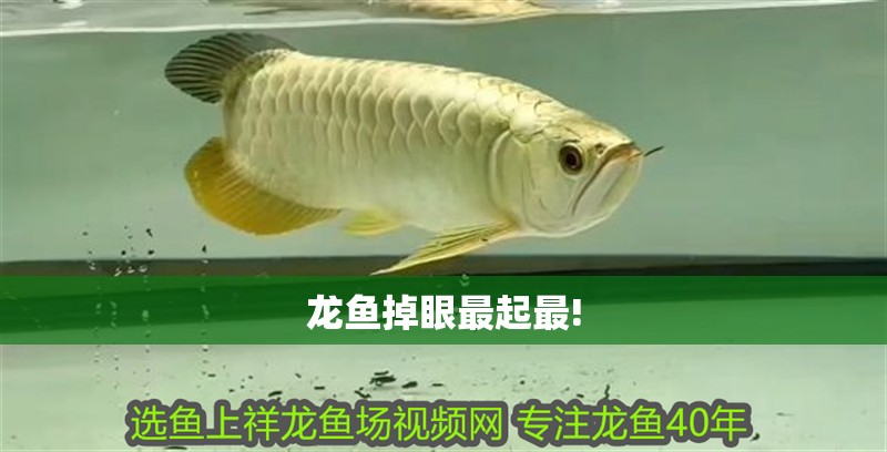 龍魚掉眼最起最!