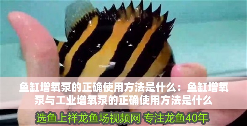 魚缸增氧泵的正確使用方法是什么：魚缸增氧泵與工業增氧泵的正確使用方法是什么