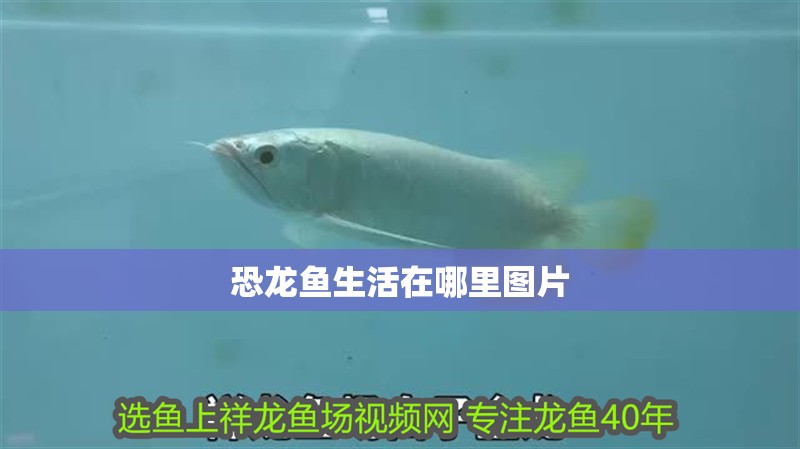 恐龍魚生活在哪里圖片