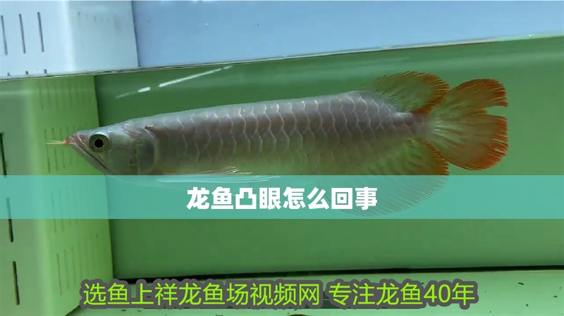 龍魚凸眼怎么回事