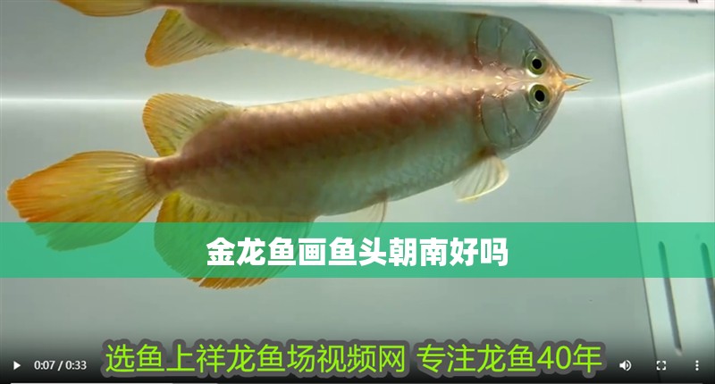 金龍魚畫魚頭朝南好嗎 金龍魚畫魚頭朝南好嗎 龍魚論壇