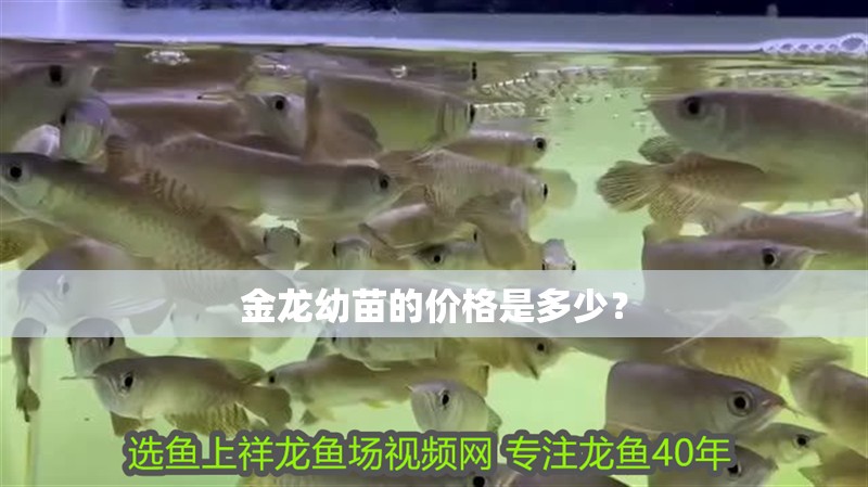金龍幼苗的價格是多少？