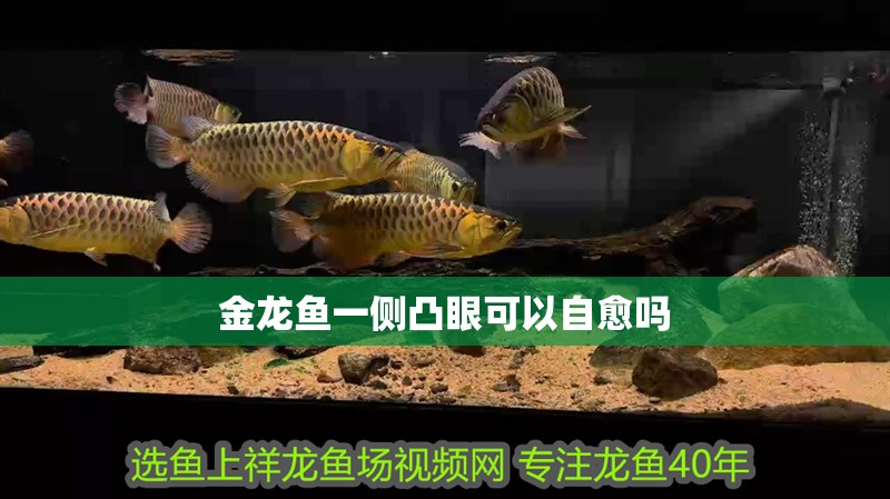 金龍魚一側凸眼可以自愈嗎