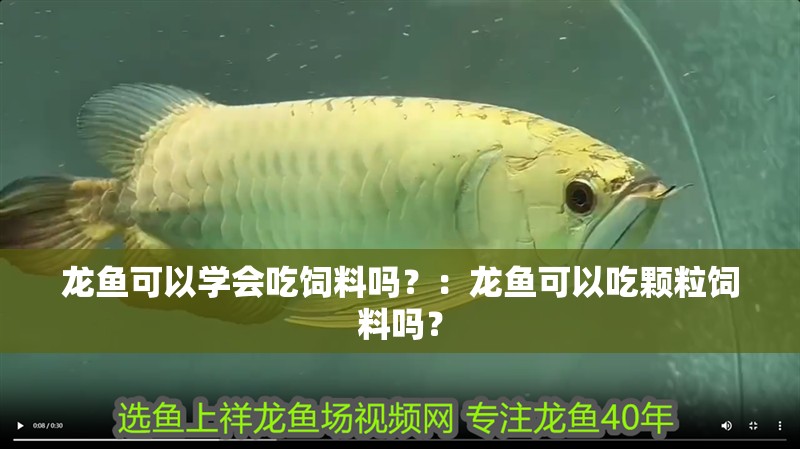 龍魚可以學會吃飼料嗎？：龍魚可以吃顆粒飼料嗎？