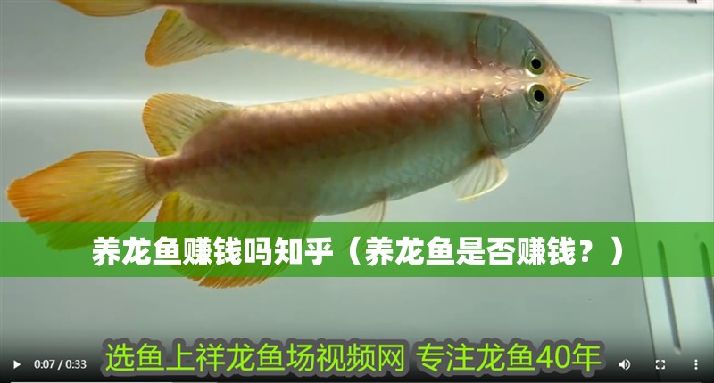 養(yǎng)龍魚賺錢嗎知乎（養(yǎng)龍魚是否賺錢？）