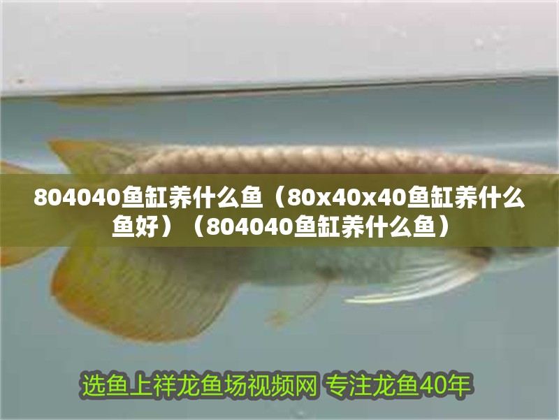 804040魚缸養(yǎng)什么魚（80x40x40魚缸養(yǎng)什么魚好）（804040魚缸養(yǎng)什么魚） 804040魚缸養(yǎng)什么魚（80x40x40魚缸養(yǎng)什么魚好）（804040魚缸養(yǎng)什么魚） 魚缸百科