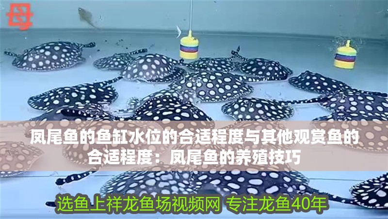 鳳尾魚的魚缸水位的合適程度與其他觀賞魚的合適程度：鳳尾魚的養殖技巧