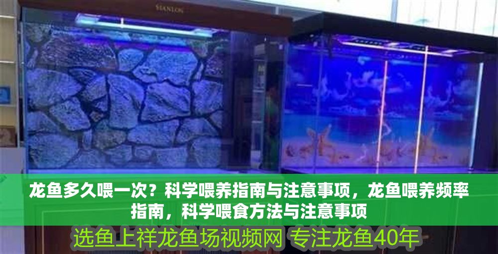龍魚多久喂一次？科學喂養指南與注意事項，龍魚喂養頻率指南，科學喂食方法與注意事項
