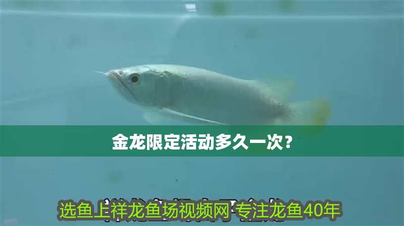 金龍限定活動多久一次？