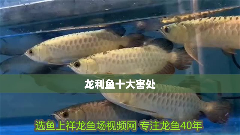 龍利魚十大害處