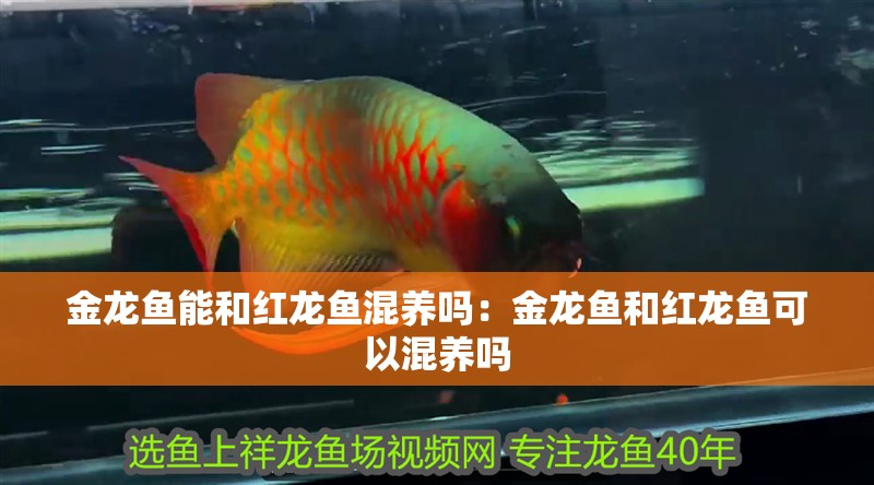金龍魚能和紅龍魚混養嗎：金龍魚和紅龍魚可以混養嗎