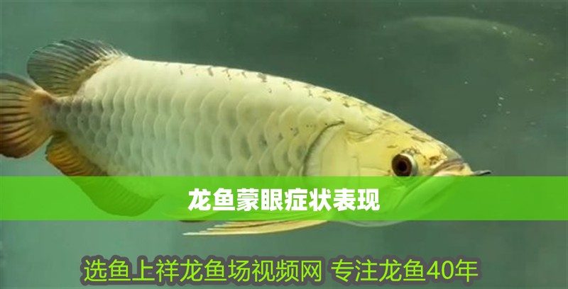 龍魚蒙眼癥狀表現