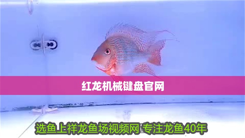 紅龍機械鍵盤官網