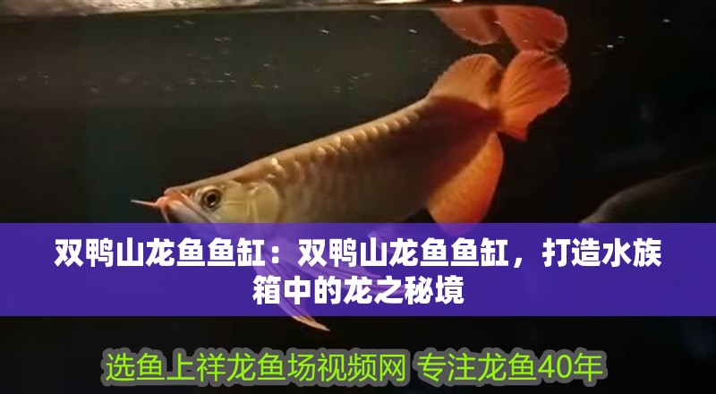 雙鴨山龍魚魚缸：雙鴨山龍魚魚缸，打造水族箱中的龍之秘境