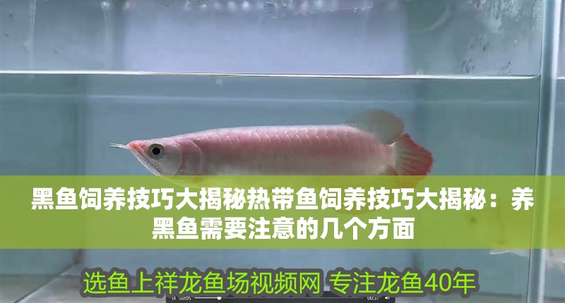 黑魚飼養技巧大揭秘熱帶魚飼養技巧大揭秘：養黑魚需要注意的幾個方面