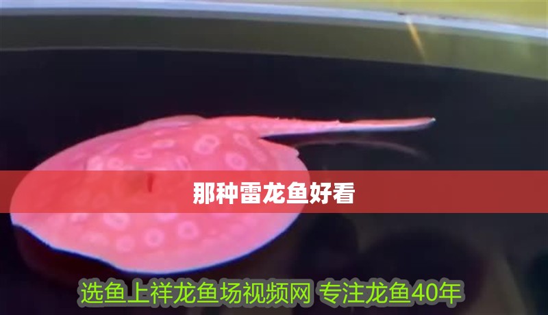 那種雷龍魚好看