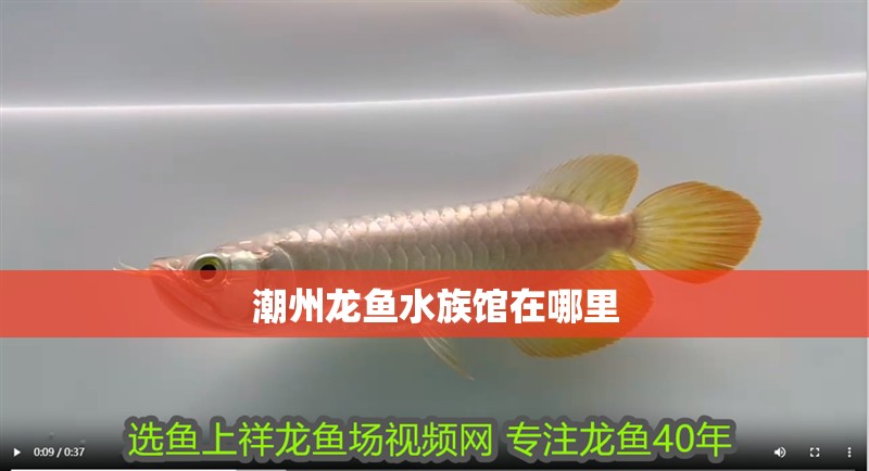 潮州龍魚水族館在哪里