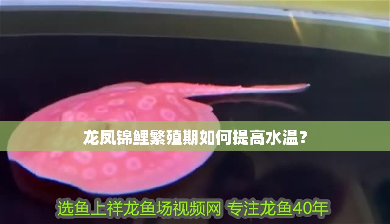 龍鳳錦鯉繁殖期如何提高水溫？
