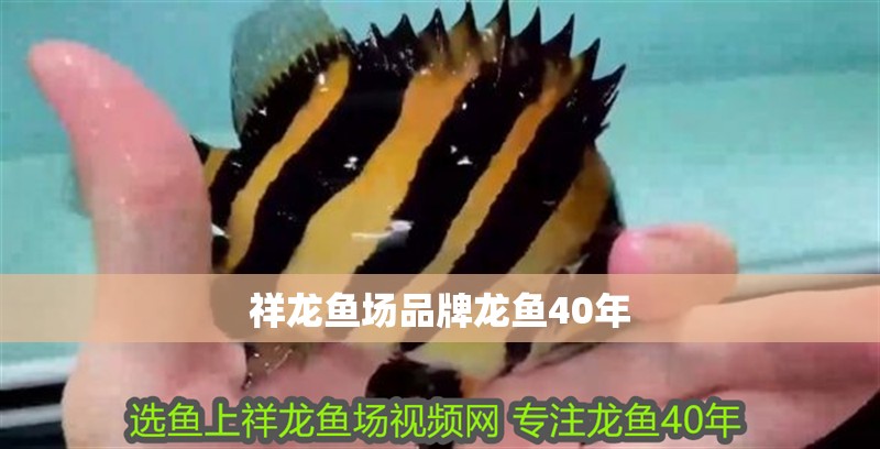 祥龍魚場品牌龍魚40年 祥龍魚場品牌龍魚40年 龍魚百科