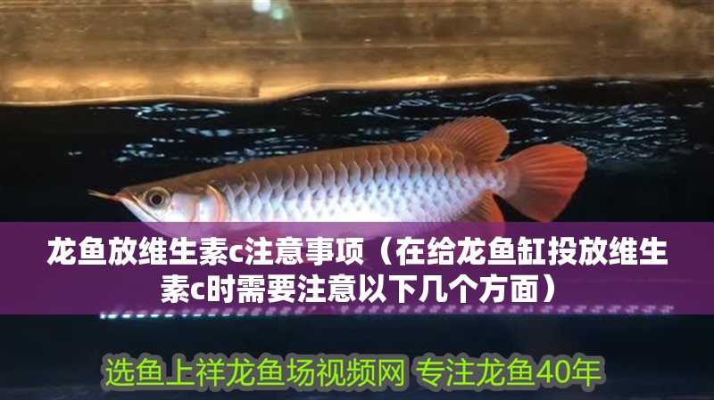 龍魚放維生素c注意事項（在給龍魚缸投放維生素c時需要注意以下幾個方面） 龍魚放維生素c注意事項（在給龍魚缸投放維生素c時需要注意以下幾個方面） 龍魚百科