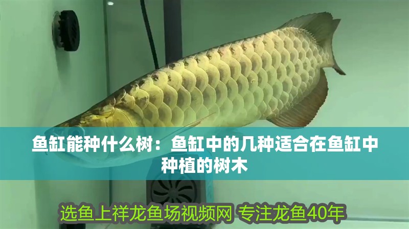 魚缸能種什么樹：魚缸中的幾種適合在魚缸中種植的樹木