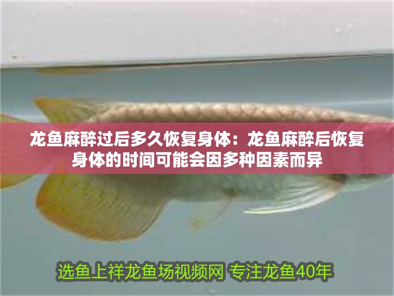 龍魚麻醉過后多久恢復身體：龍魚麻醉后恢復身體的時間可能會因多種因素而異 龍魚麻醉過后多久恢復身體：龍魚麻醉后恢復身體的時間可能會因多種因素而異 龍魚百科