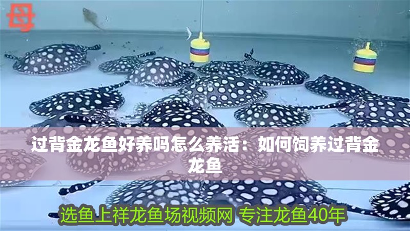 過背金龍魚好養嗎怎么養活：如何飼養過背金龍魚