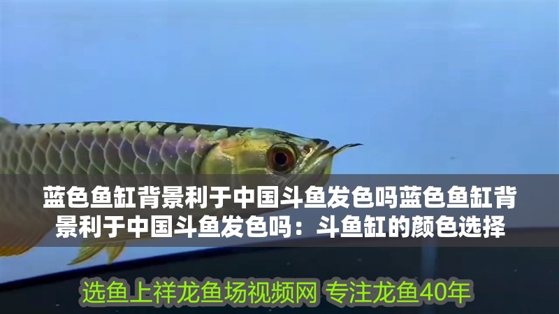 藍色魚缸背景利于中國斗魚發色嗎藍色魚缸背景利于中國斗魚發色嗎：斗魚缸的顏色選擇