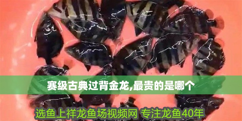 賽級古典過背金龍,最貴的是哪個