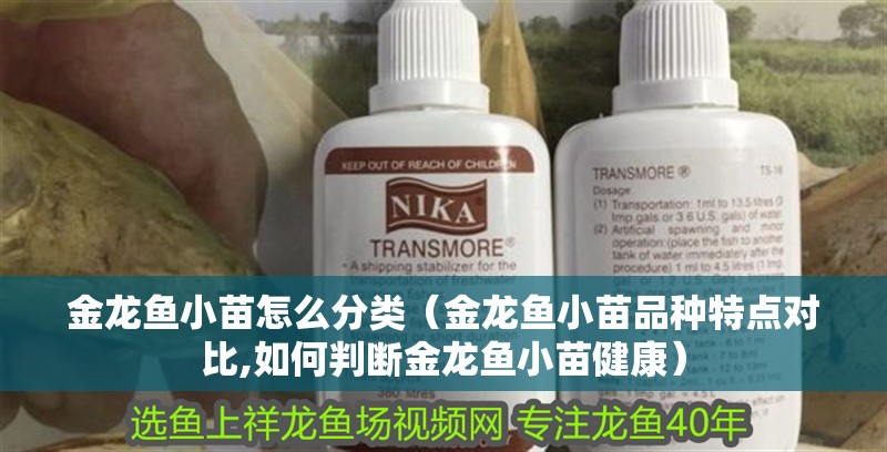 金龍魚小苗怎么分類（金龍魚小苗品種特點(diǎn)對(duì)比,如何判斷金龍魚小苗健康）