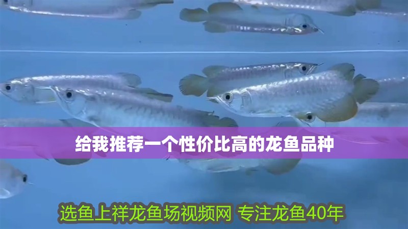 給我推薦一個性價比高的龍魚品種
