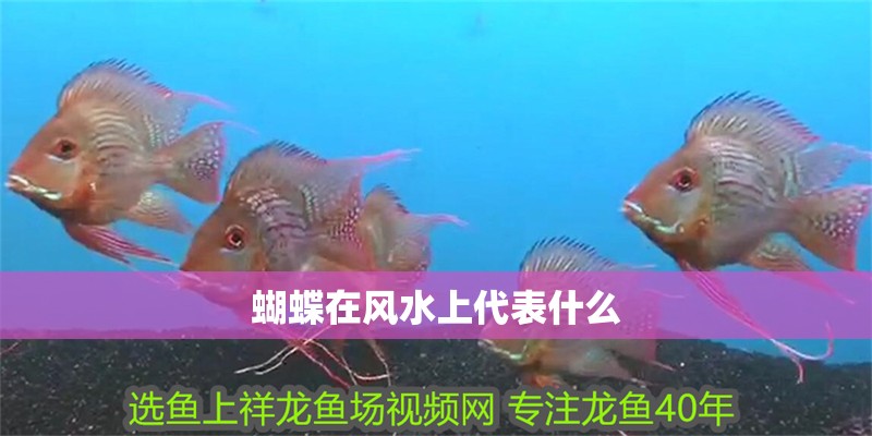 蝴蝶在風水上代表什么 蝴蝶在風水上代表什么 龍魚論壇