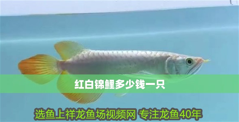 紅白錦鯉多少錢一只
