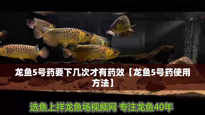 龍魚5號藥要下幾次才有藥效【龍魚5號藥使用方法】