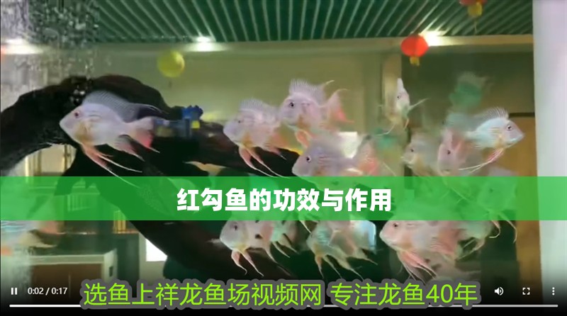 紅勾魚的功效與作用