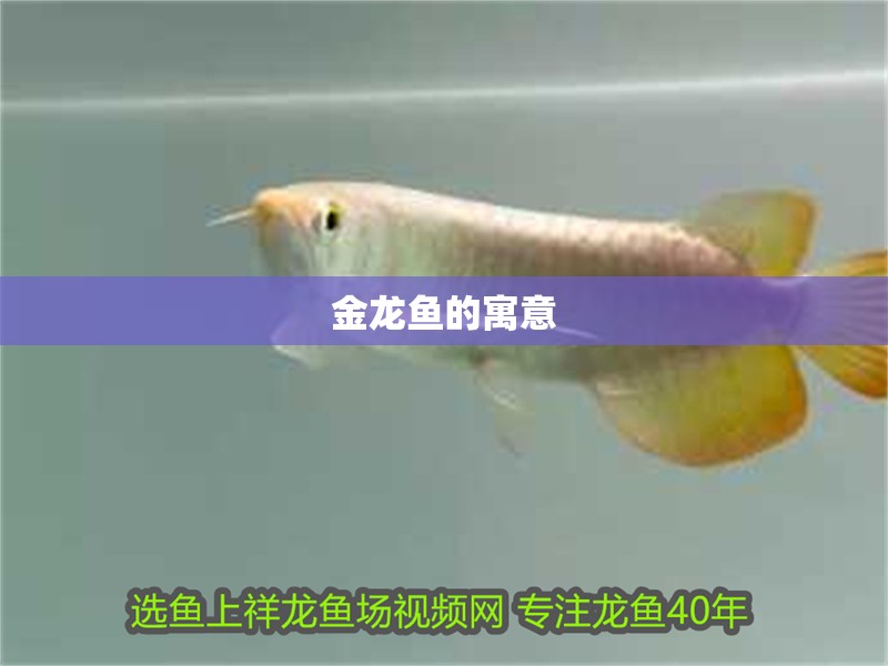 龍魚干蝦有營養嗎 金龍魚的寓意 龍魚論壇 金龍魚的寓意 金龍魚的寓意 龍魚論壇