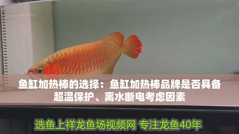 魚缸加熱棒的選擇：魚缸加熱棒品牌是否具備超溫保護、離水斷電考慮因素 魚缸加熱棒的選擇：魚缸加熱棒品牌是否具備超溫保護、離水斷電考慮因素 魚缸百科