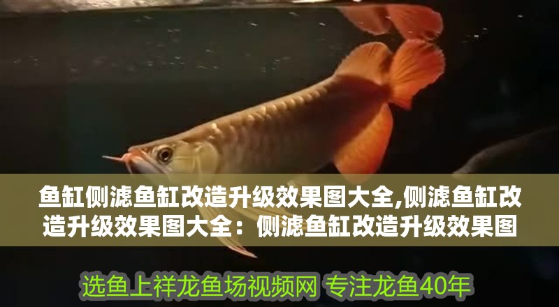 魚缸側濾魚缸改造升級效果圖大全,側濾魚缸改造升級效果圖大全：側濾魚缸改造升級效果圖