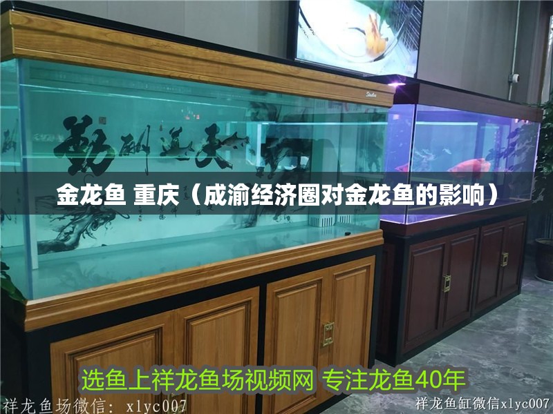 金龍魚 重慶（成渝經(jīng)濟圈對金龍魚的影響）