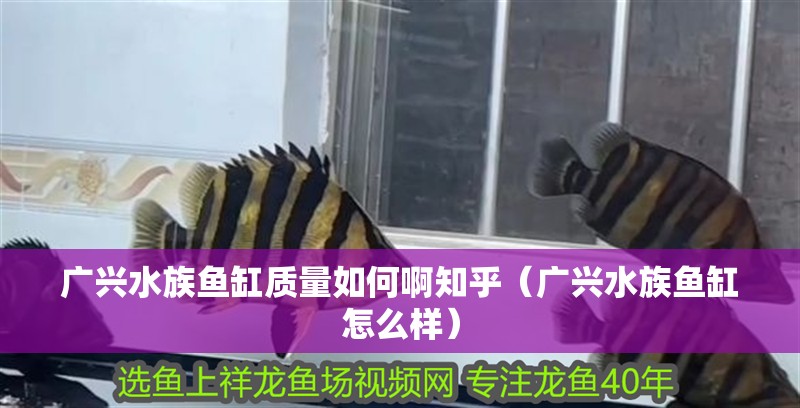 廣興水族魚缸質(zhì)量如何啊知乎（廣興水族魚缸怎么樣）